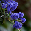 Ceanothus Impressus Victoria - Volume 3L / 30-40cm