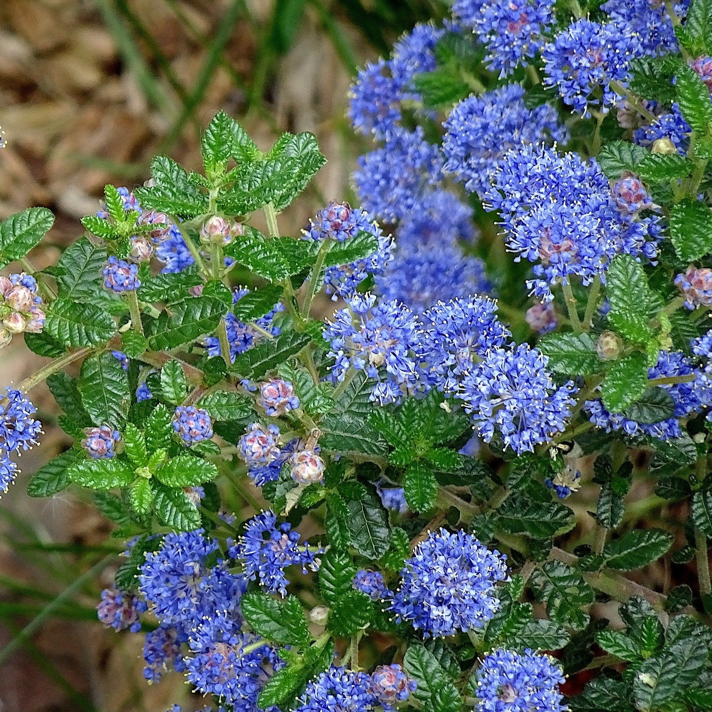 Ceanothus 'Blue Mound' - Volume 3L / 30-50cm