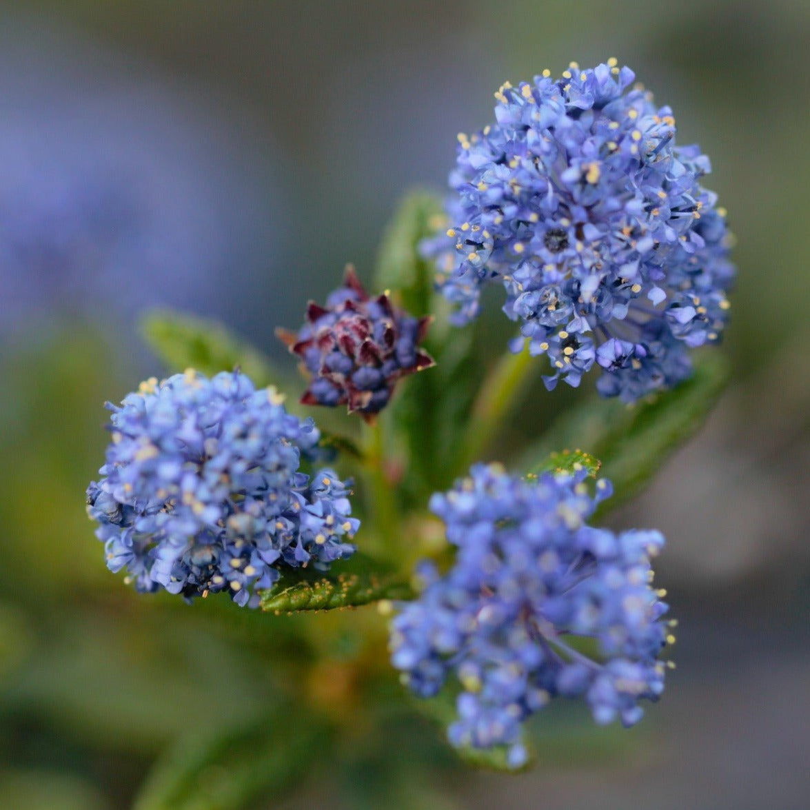 Ceanothus Skylark - Lilas de Californie - Volume 3L / 40-60cm