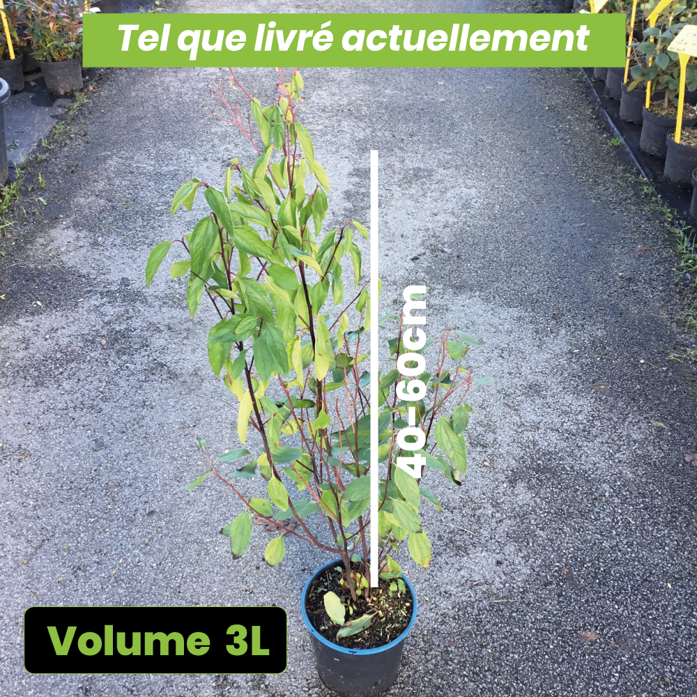 Ceanothus Pallidus Marie Simon - Volume 3L / 40-60cm