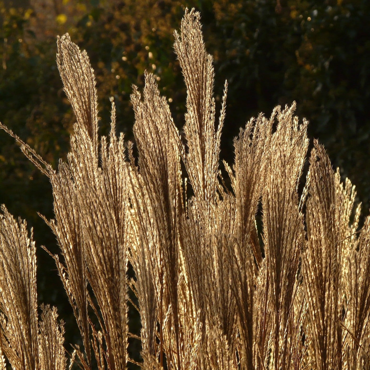 Miscanthus sinensis "adagio" - Volume 3L / 40-60cm