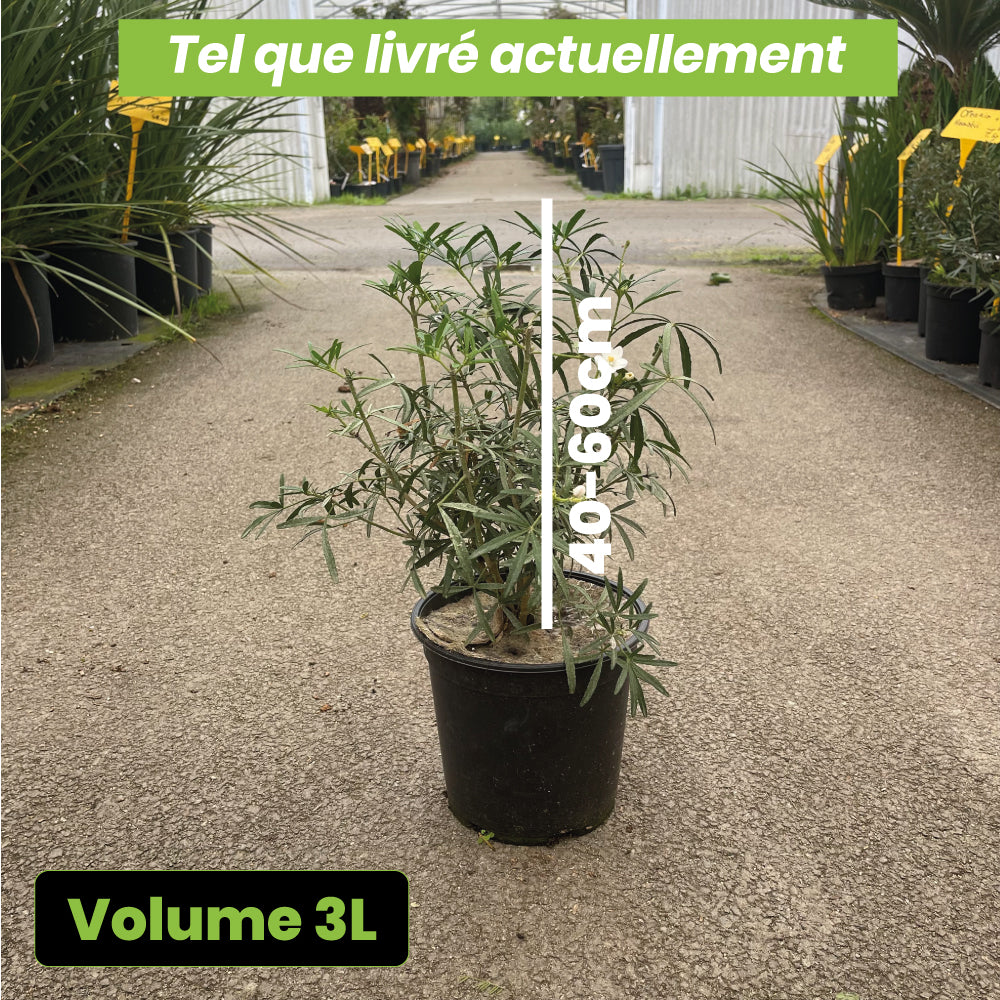 Choisya Scented Gem - Volume 3L / 40-60cm