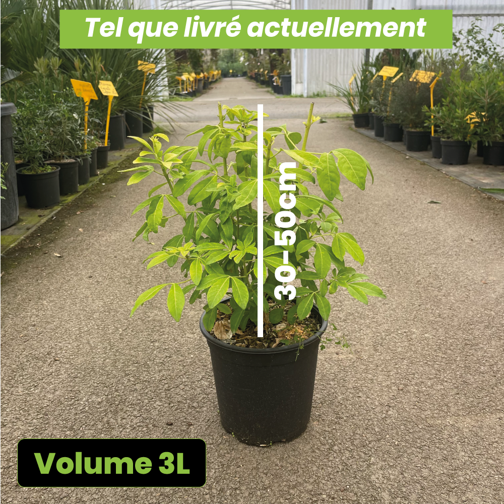 Choisya Ternata Moonglow - Volume 3L / 30-50cm
