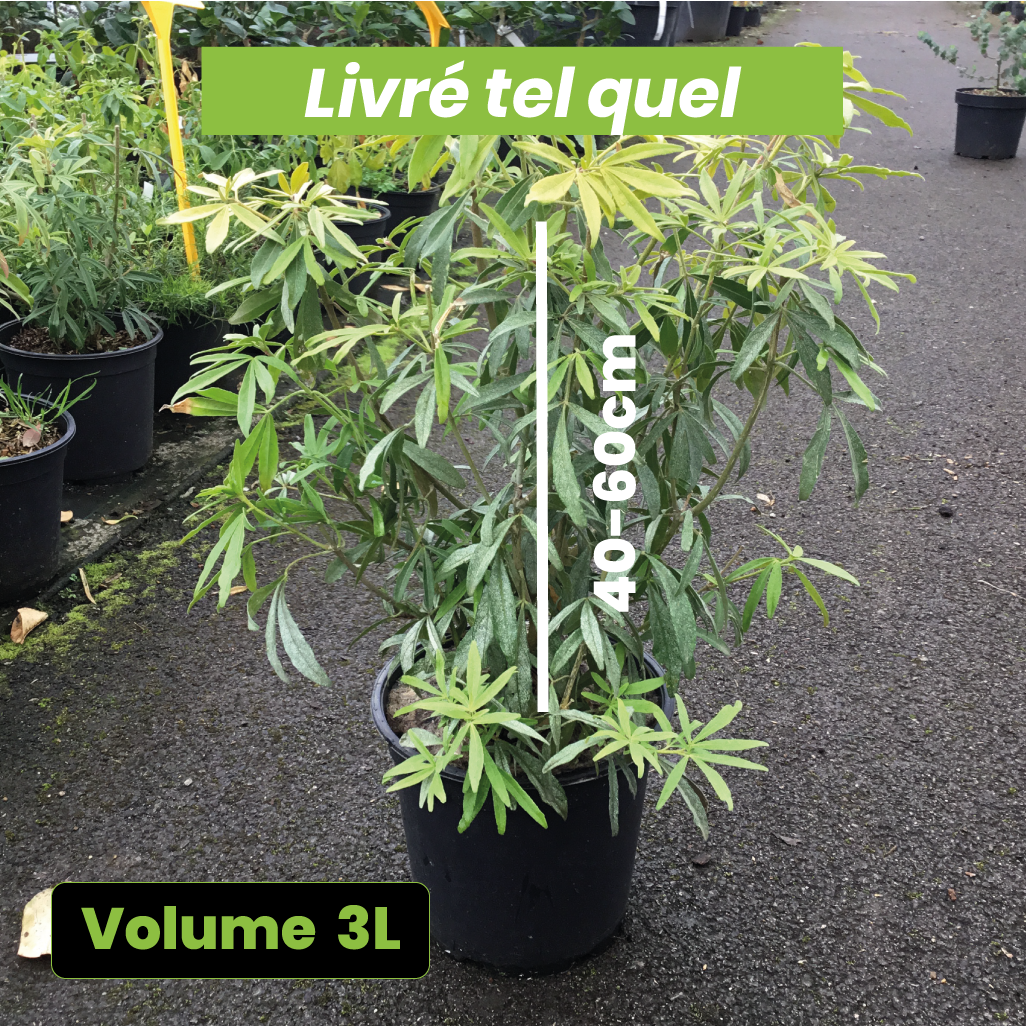 Choisya Ternata Goldfinger - Volume 3L / 40-60cm