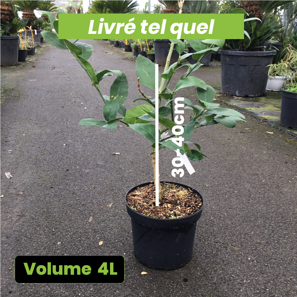 Citrus Latifolia Tahiti - Citron Vert - Volume 4L / 30-40cm