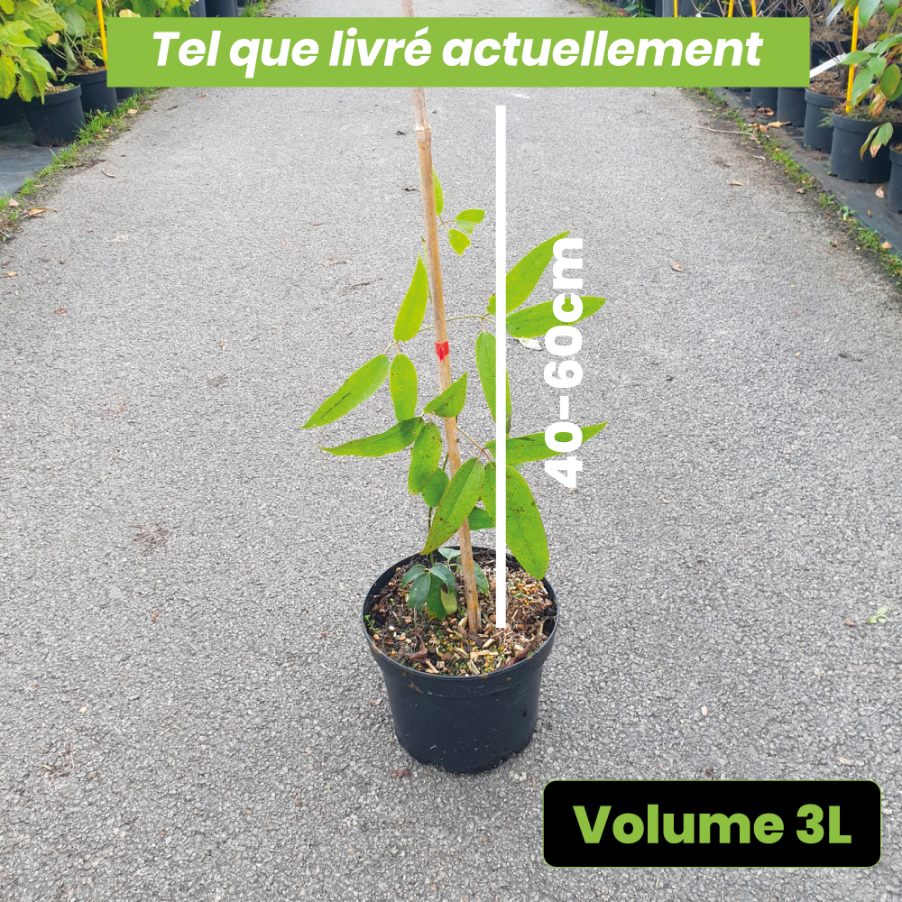 Clematis Armandii - Volume 3L / 40-60cm