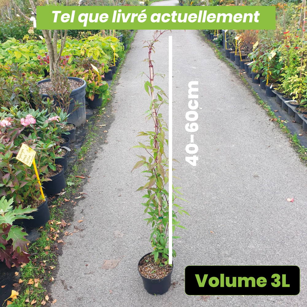 Clematis Montana "Broughton Star" - Volume 3L / 40-60cm