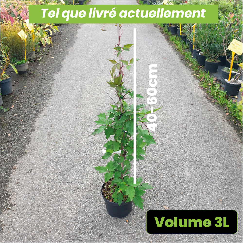 Clematis Montana "tetrarose" - Volume 3L / 40-60cm