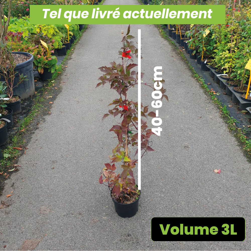 Clematis Montana Rubens - Volume 3L / 40-60cm