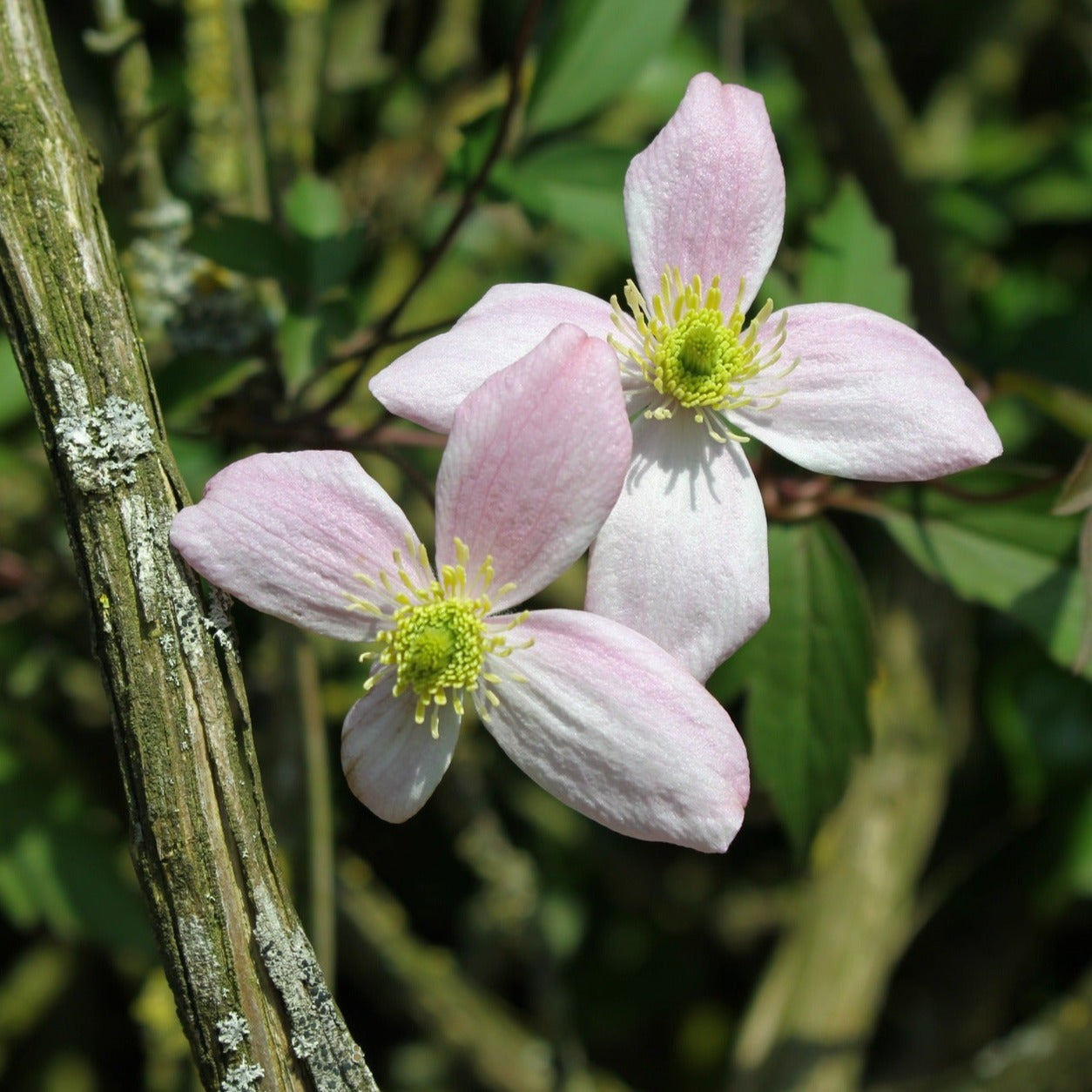 Clematis Montana Grandiflora - Volume 3L / 40-60cm