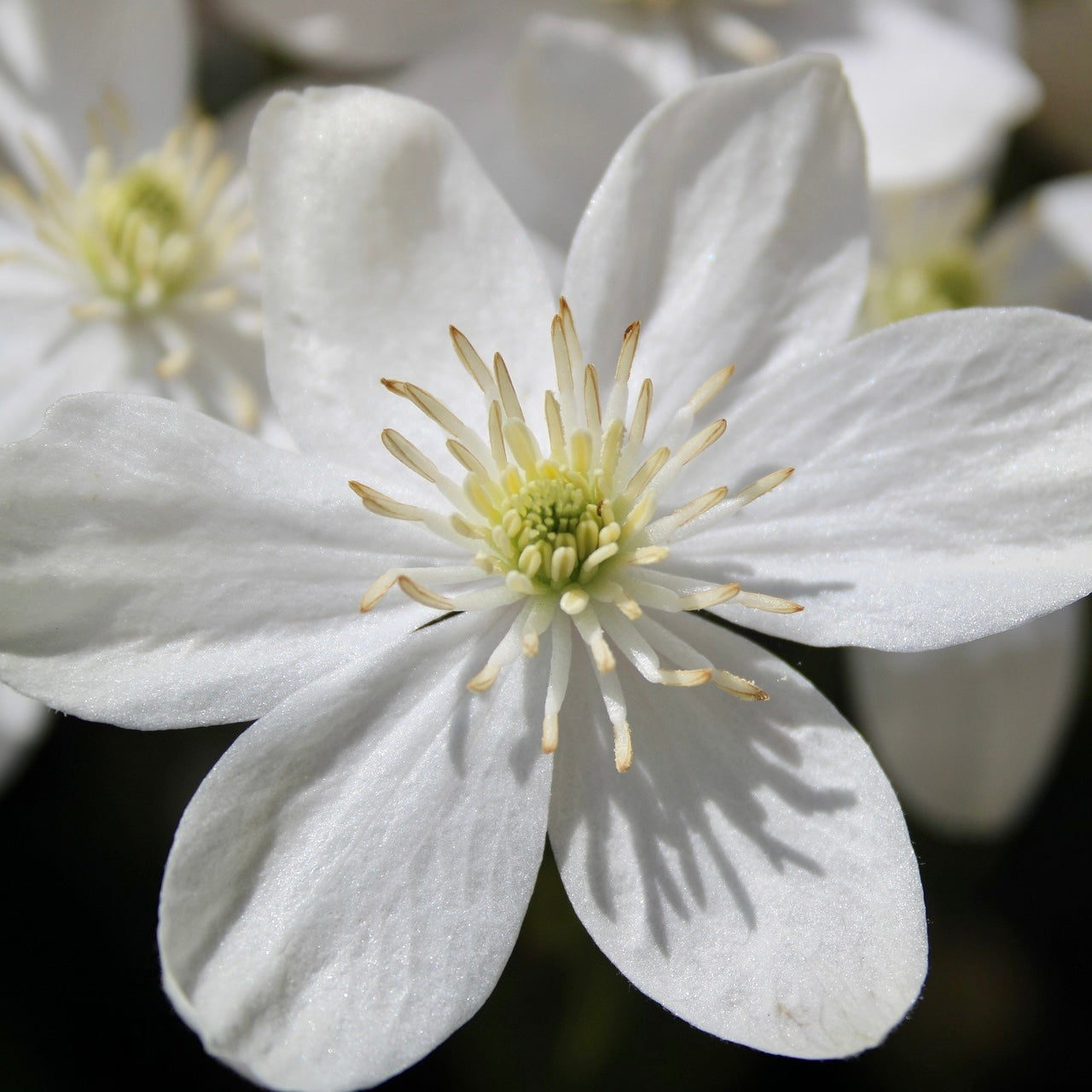 Clematis Armandii - Volume 3L / 40-60cm