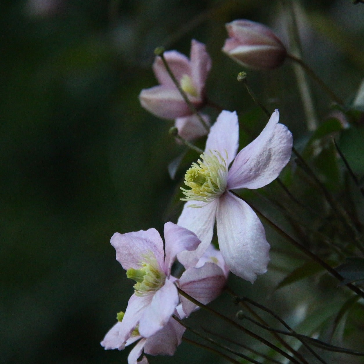 Clematis Montana Rubens - Volume 3L / 40-60cm