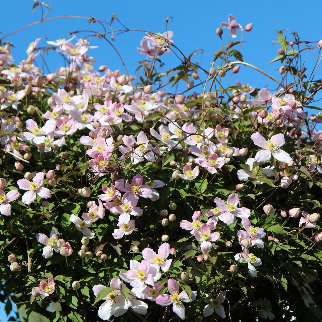 Clematis Montana "alba" - Volume 3L / 40-60cm