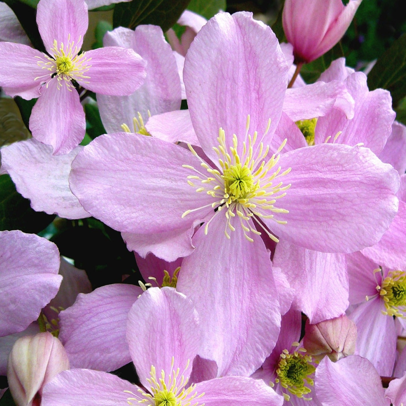 Clematis Montana "tetrarose" - Volume 3L / 40-60cm