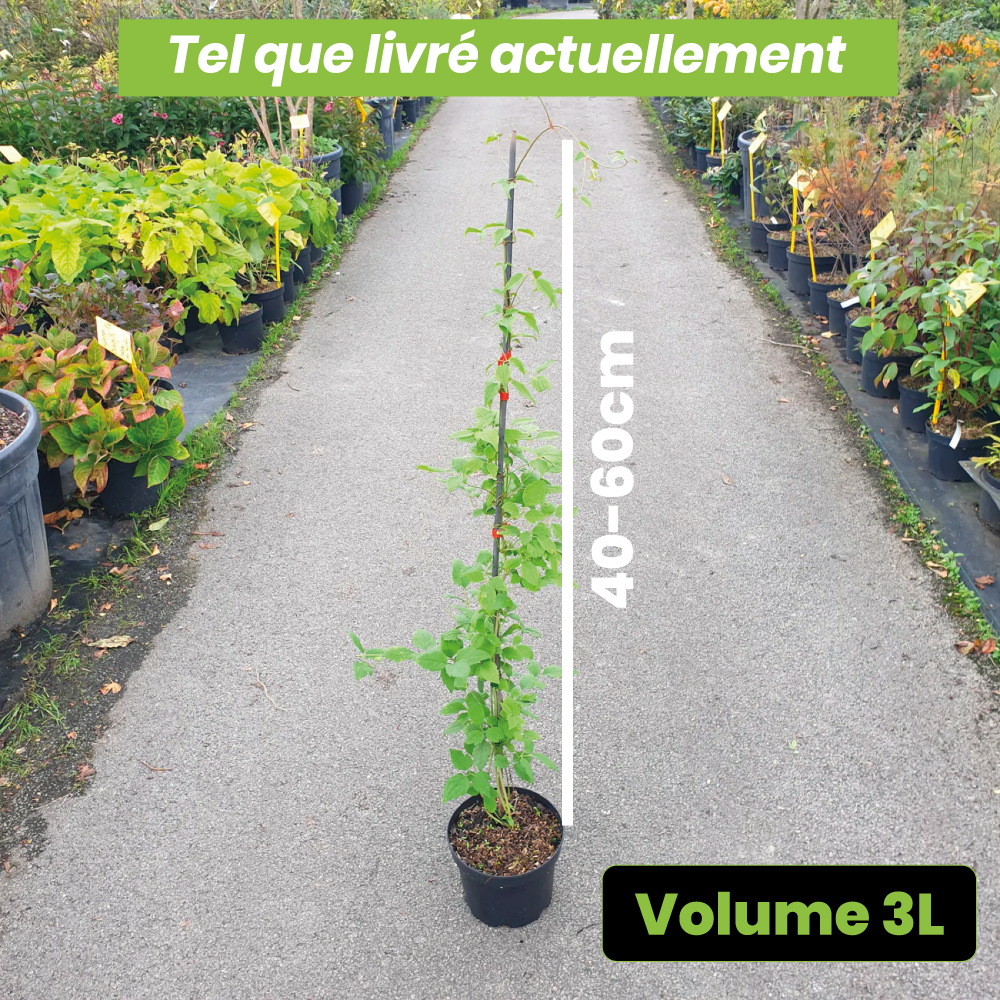 Clematis Montana "alba" - Volume 3L / 40-60cm