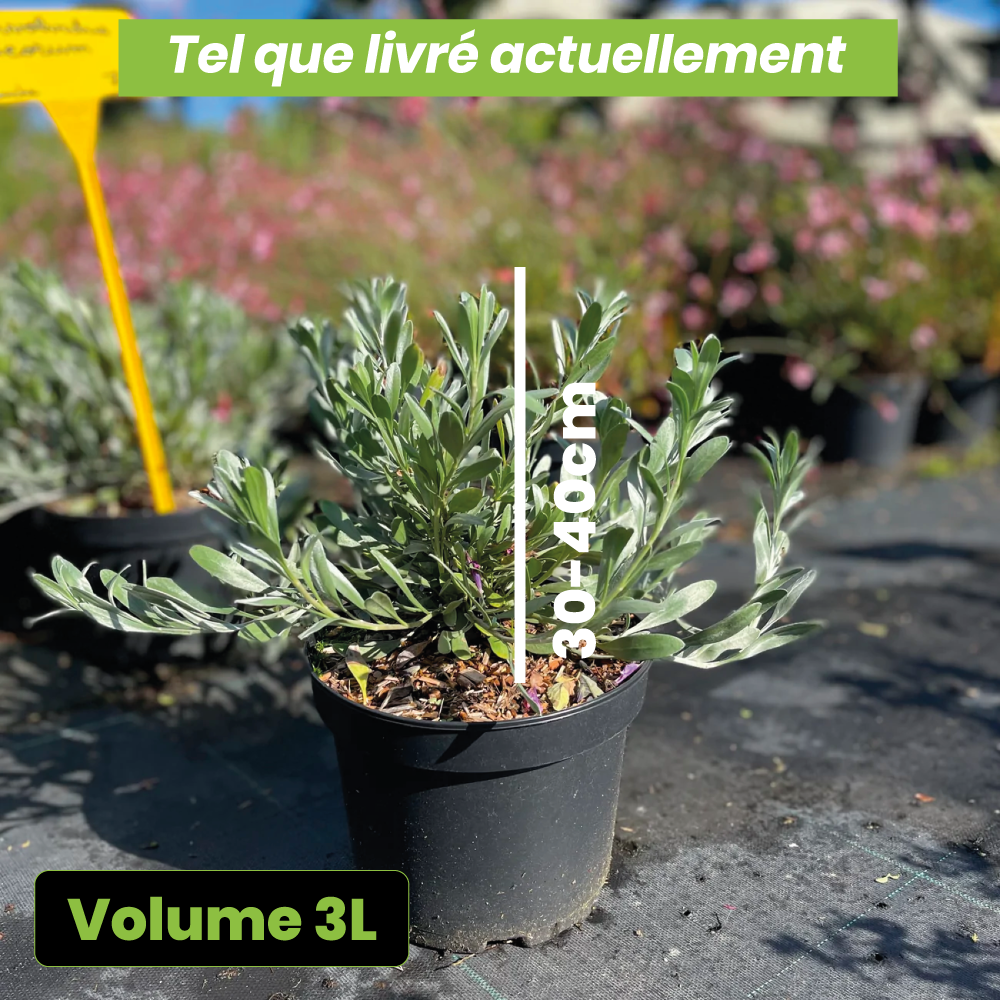 Convolvulus cneorum - Volume 3L / 30-40cm