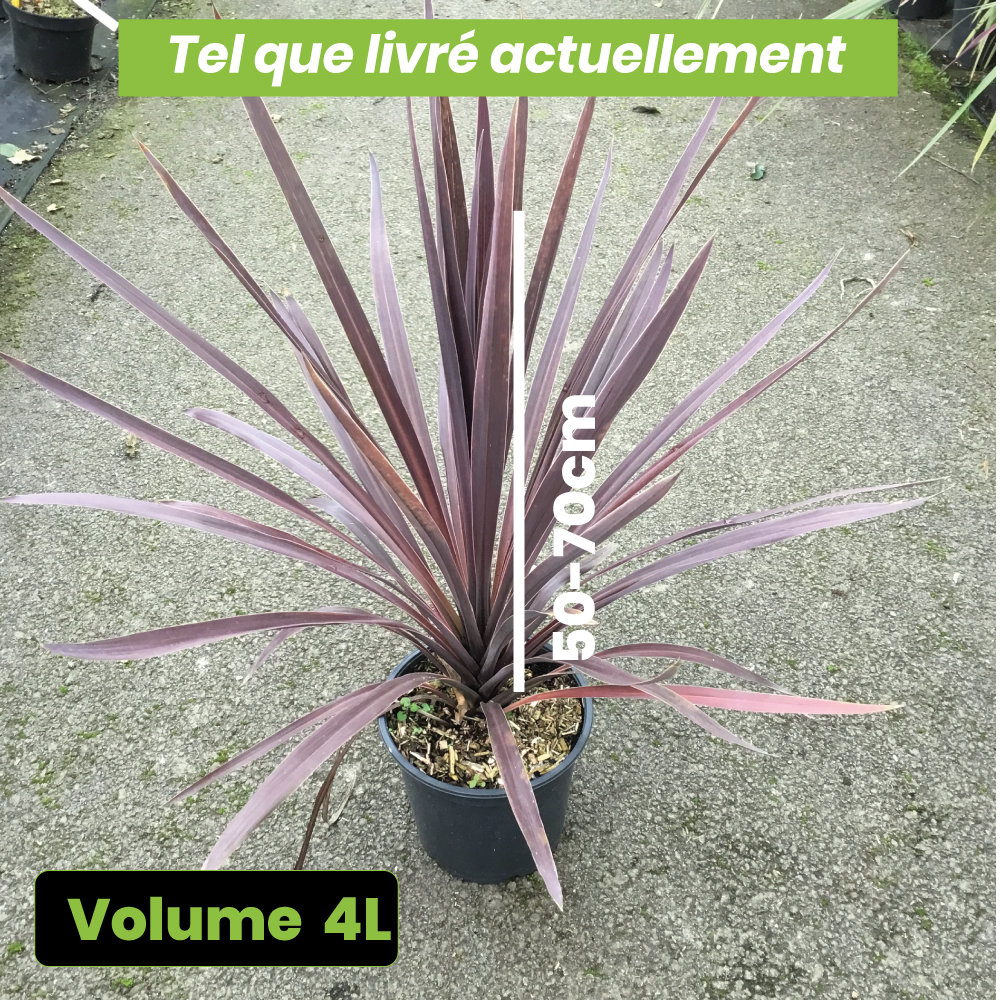 Cordyline Australis Red Star - Volume 4L / 50-70cm