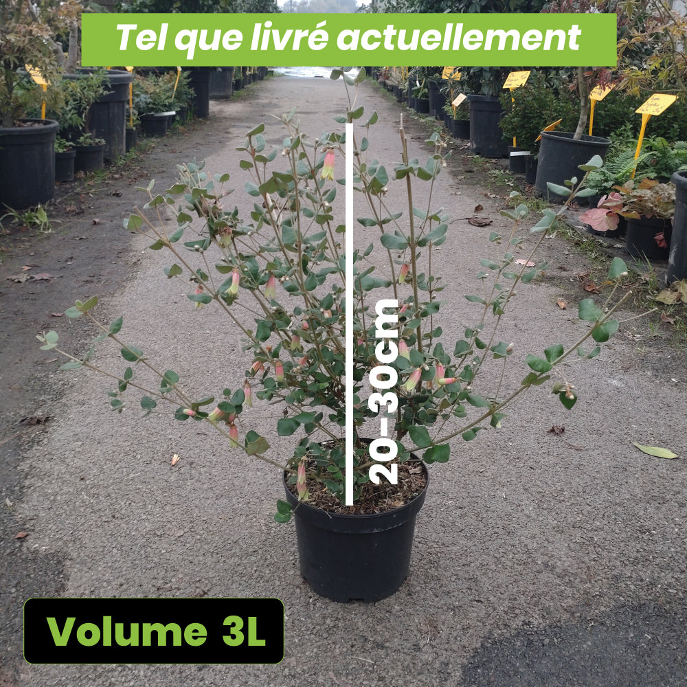 Correa Reflexa - Volume 3L / 20-30cm