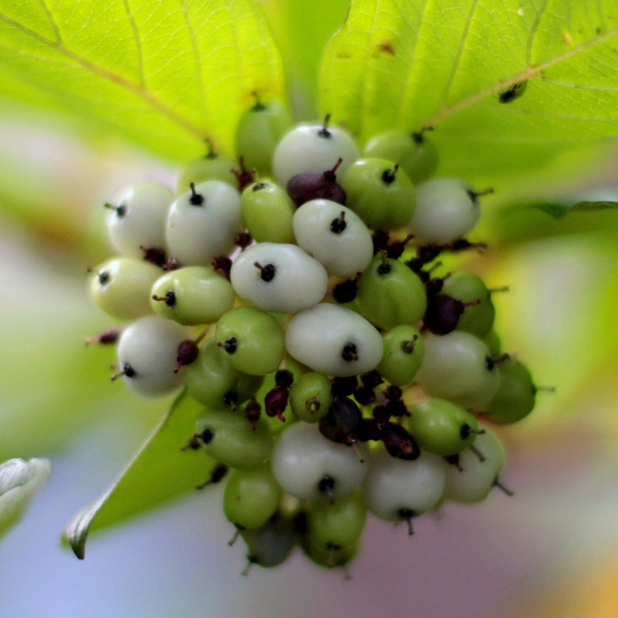 Cornus Alba Sibirica - Cornouiller blanc de Sibérie - Volume 3L / 40-60cm