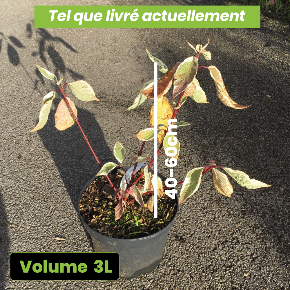 Cornus Alba Argenteomarginata - Volume 3L / 40-60cm