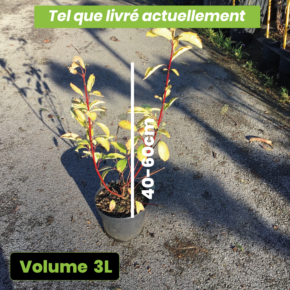 Cornus Alba Aurea - Cornouiller blanc - Volume 3L / 40-60cm