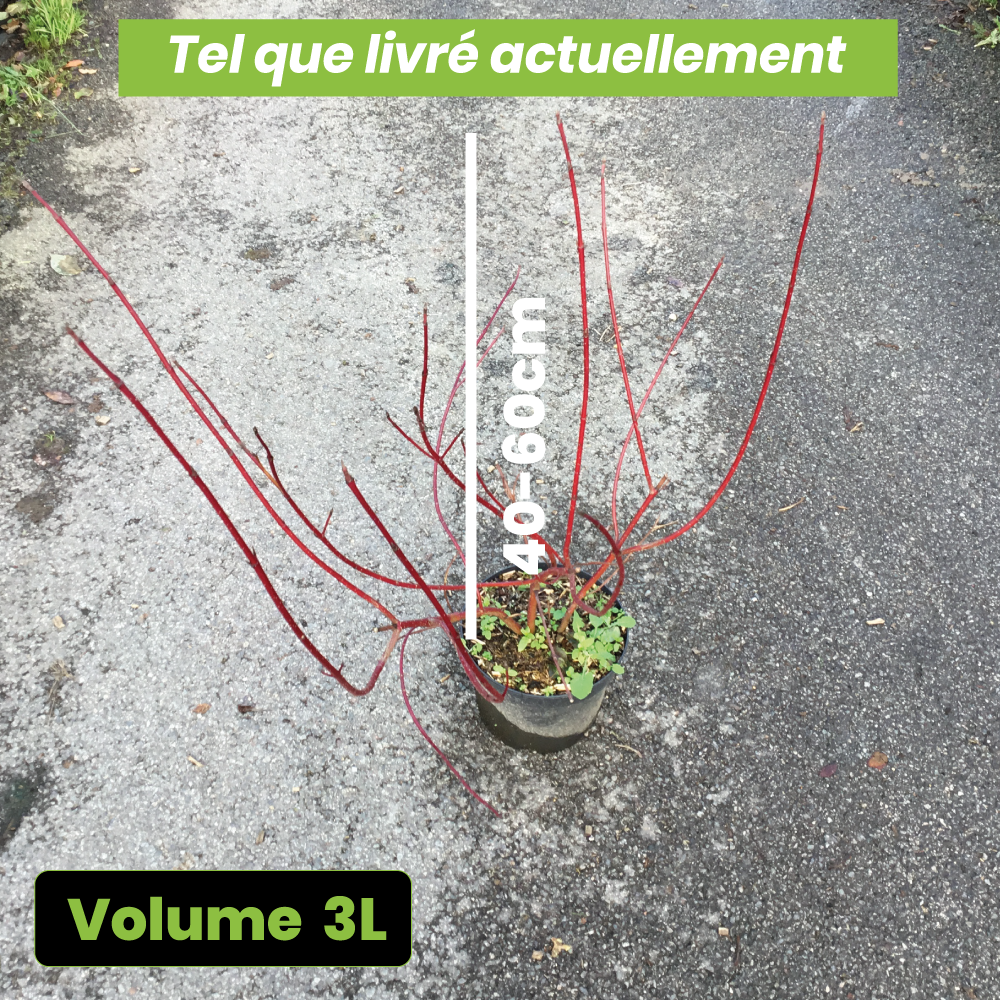 Cornus Alba Gauchaultii - Cornouiller blanc panaché - Volume 3L / 40-60cm