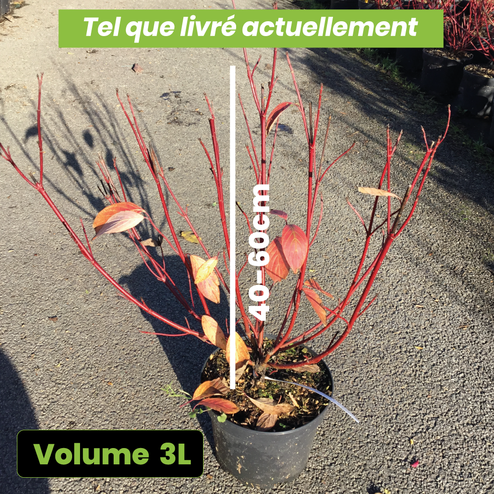 Cornus Alba Sibirica - Cornouiller blanc de Sibérie - Volume 3L / 40-60cm