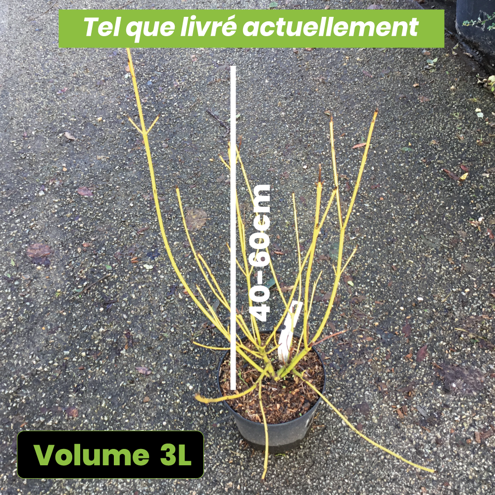 Cornus Stolonifera Flaviramea - Cornouiller à bois jaune - Volume 3L / 40-60cm