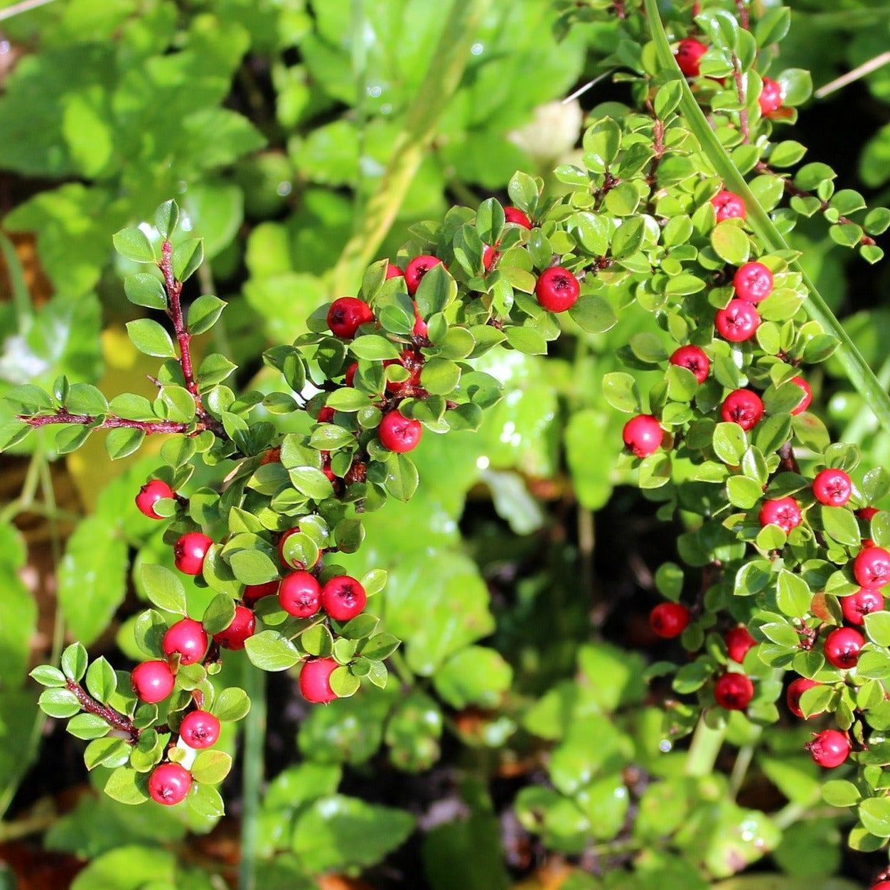 Cotoneaster Franchetii - Cotonéastre de Franchet - Volume 3L / 40-60cm