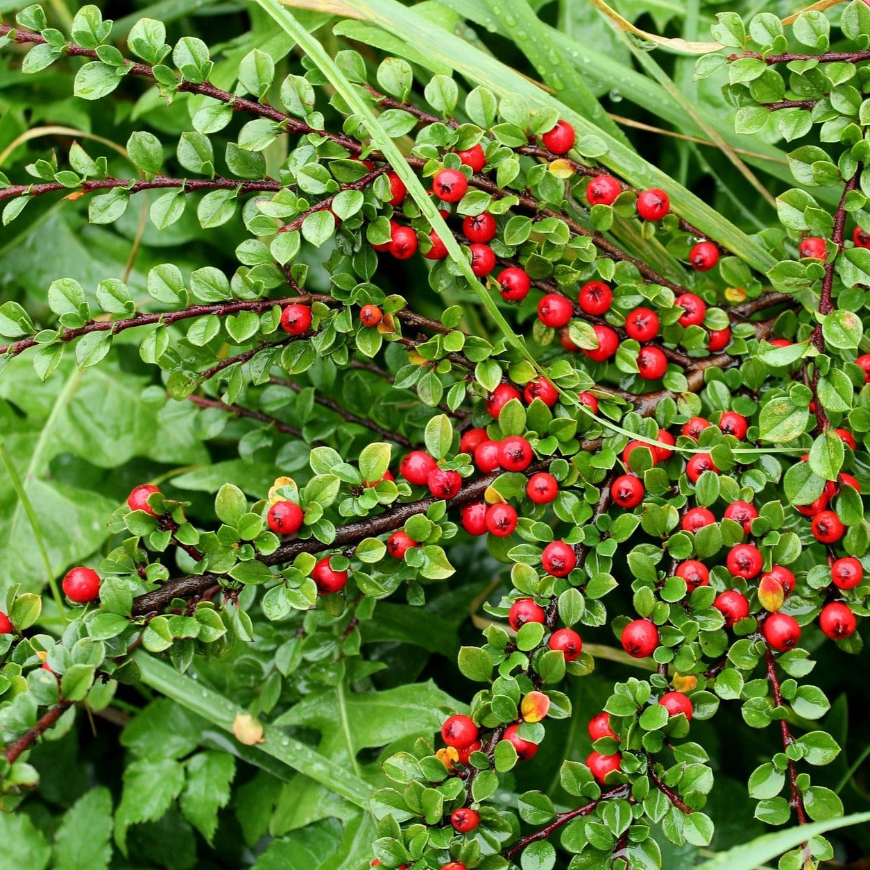 Cotoneaster eicholz - Volume 3L / 30-40cm