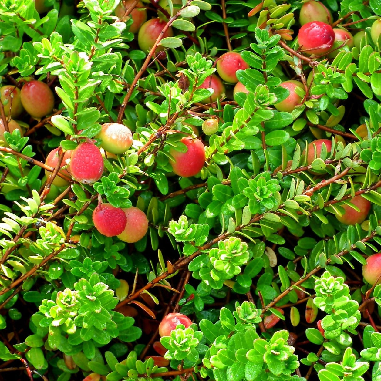 Canneberge - Vaccinium Macrocarpon Big Pearl (cranberry) - Volume 3L / 40-60cm