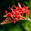 Crocosmia Lucifer - Montbretia rouge écarlate - Volume 3L / 30-40cm