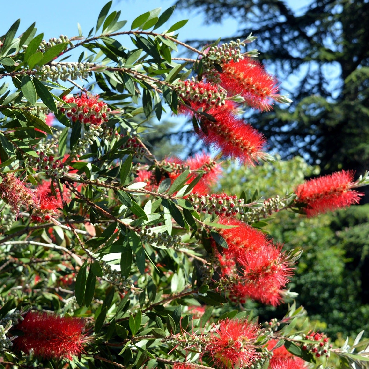 Callistemon Rigidus - Rince-bouteille
