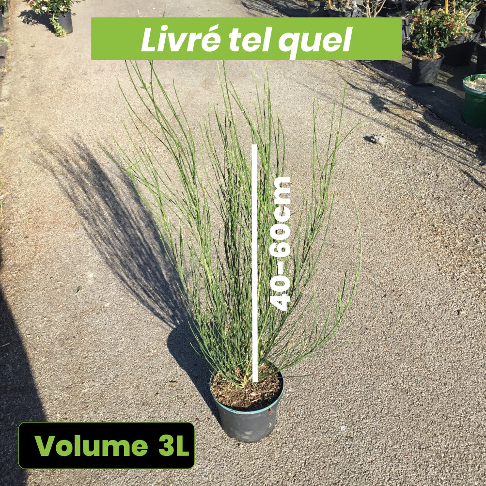 Cytisus Scoparius lena - Volume 3L / 40-60cm