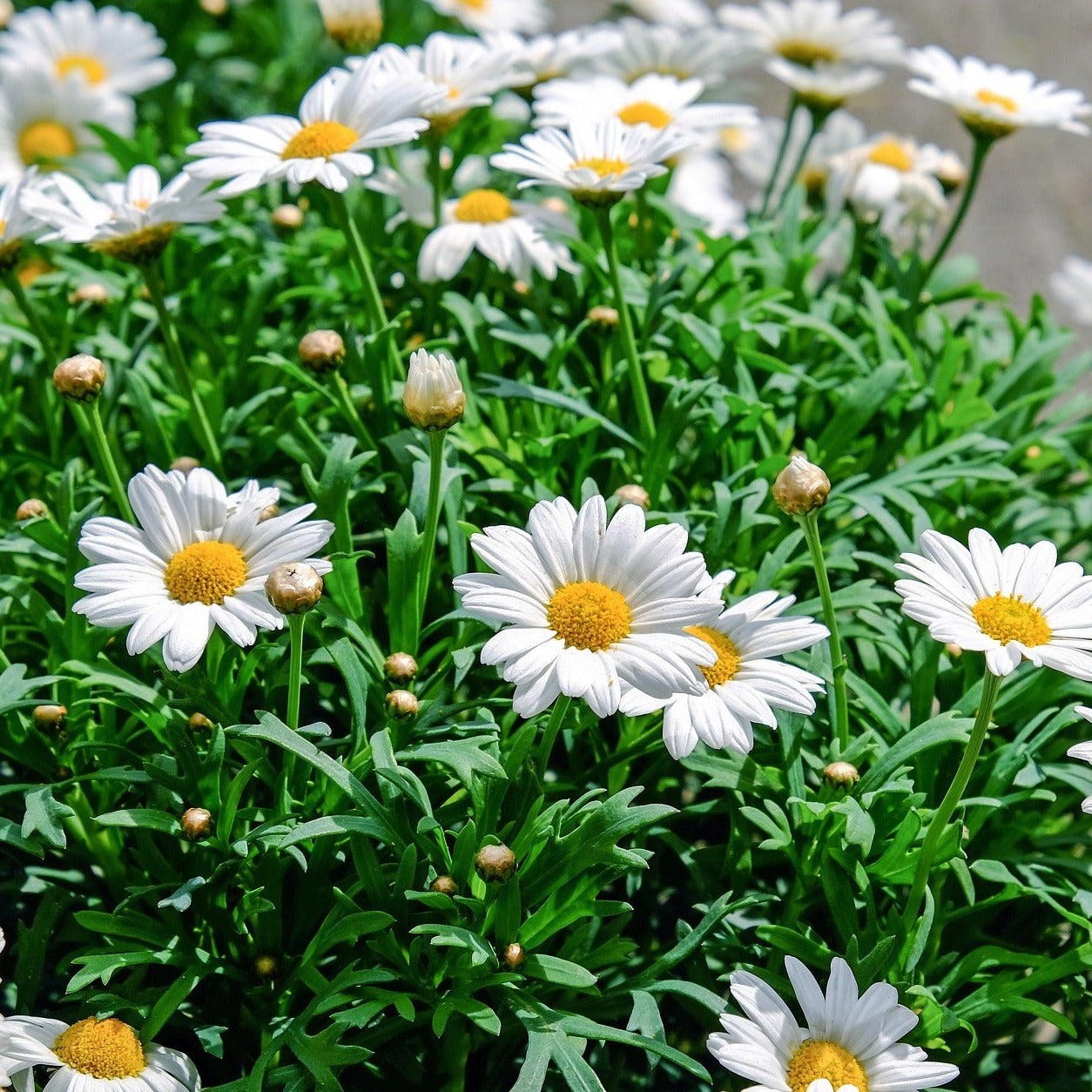 Leucamthemum x superbum becky - Volume 3L / 20-40cm