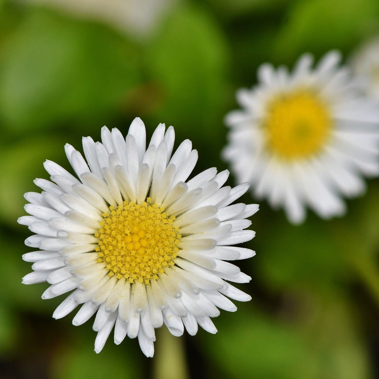 Pachystegia Insignis Daizea - Marguerite de Nouvelle-Zélande - Volume 3L / 20-40cm