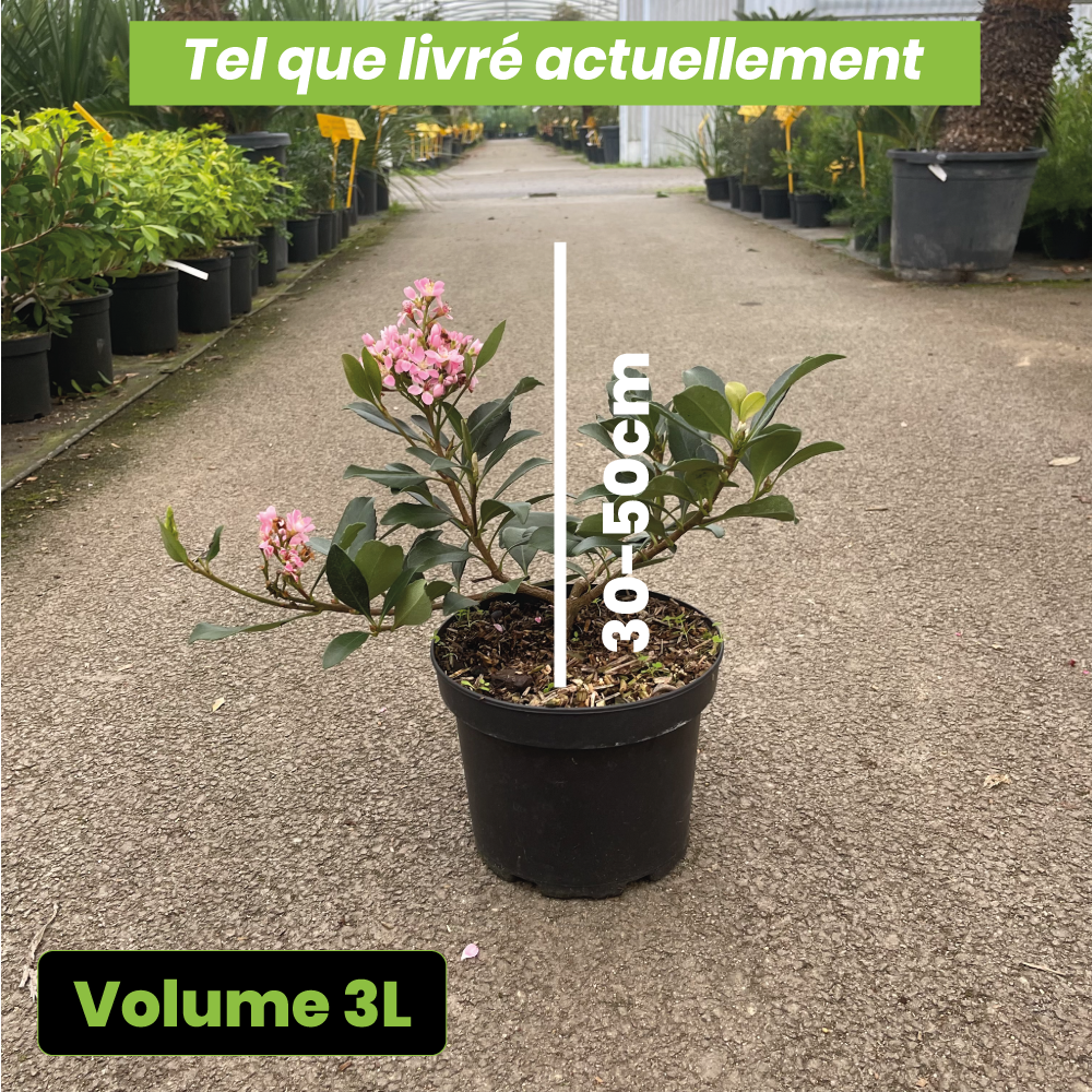 Rhaphiolepsis Delacourii Enchantress - Volume 3L / 30-50cm