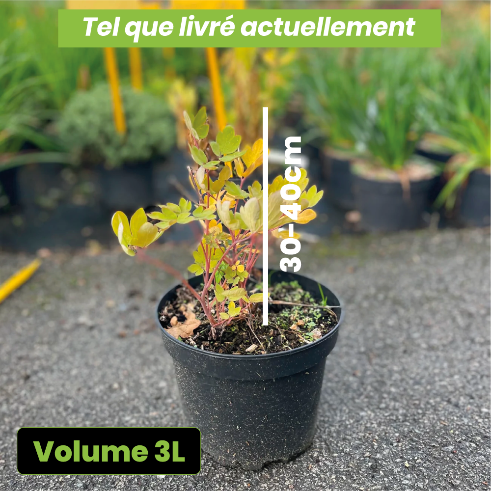 Dicentra spectabilis pink - Volume 3L / 30-40cm