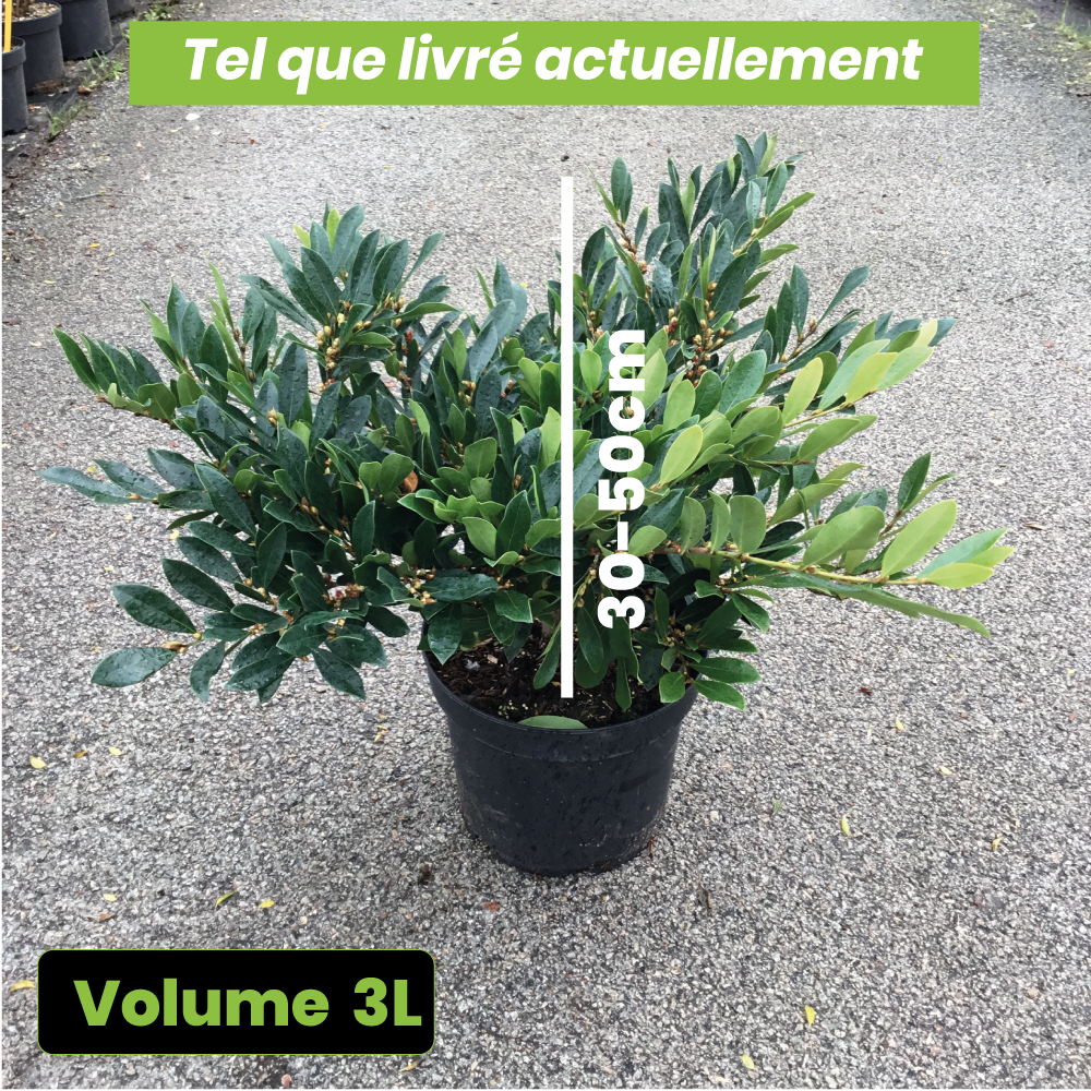 Distylium Blue Cascade - Volume 3L / 30-50cm