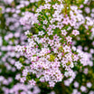 Diosma Hirsuta Pink Fountain - Diosmée hirsute - Volume 3L / 20-30cm