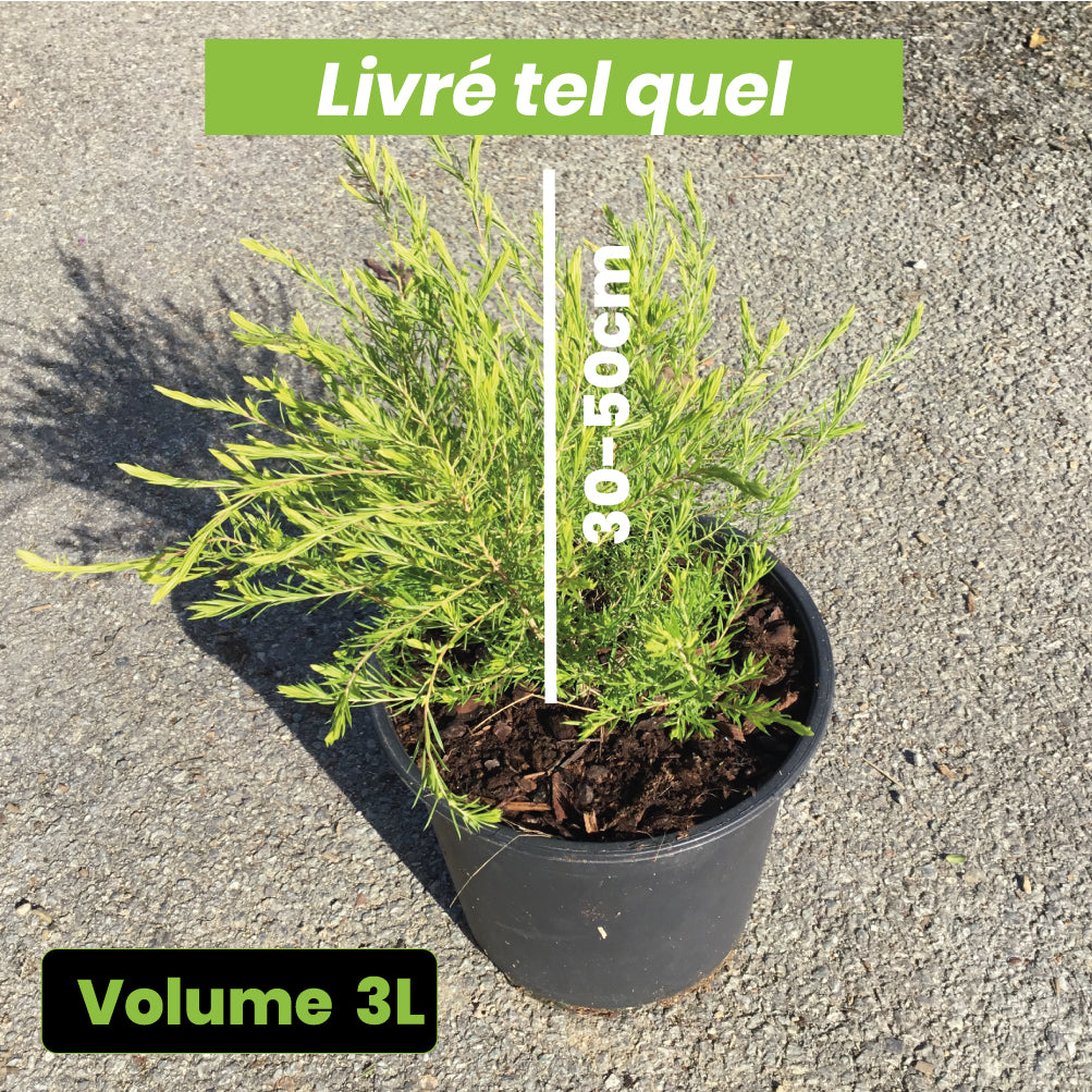 Diosma hirsuta Sunset Gold - Volume 3L / 20-30cm
