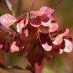 Dodonaea Viscosa Purpurea - Volume 3L / 40-60cm