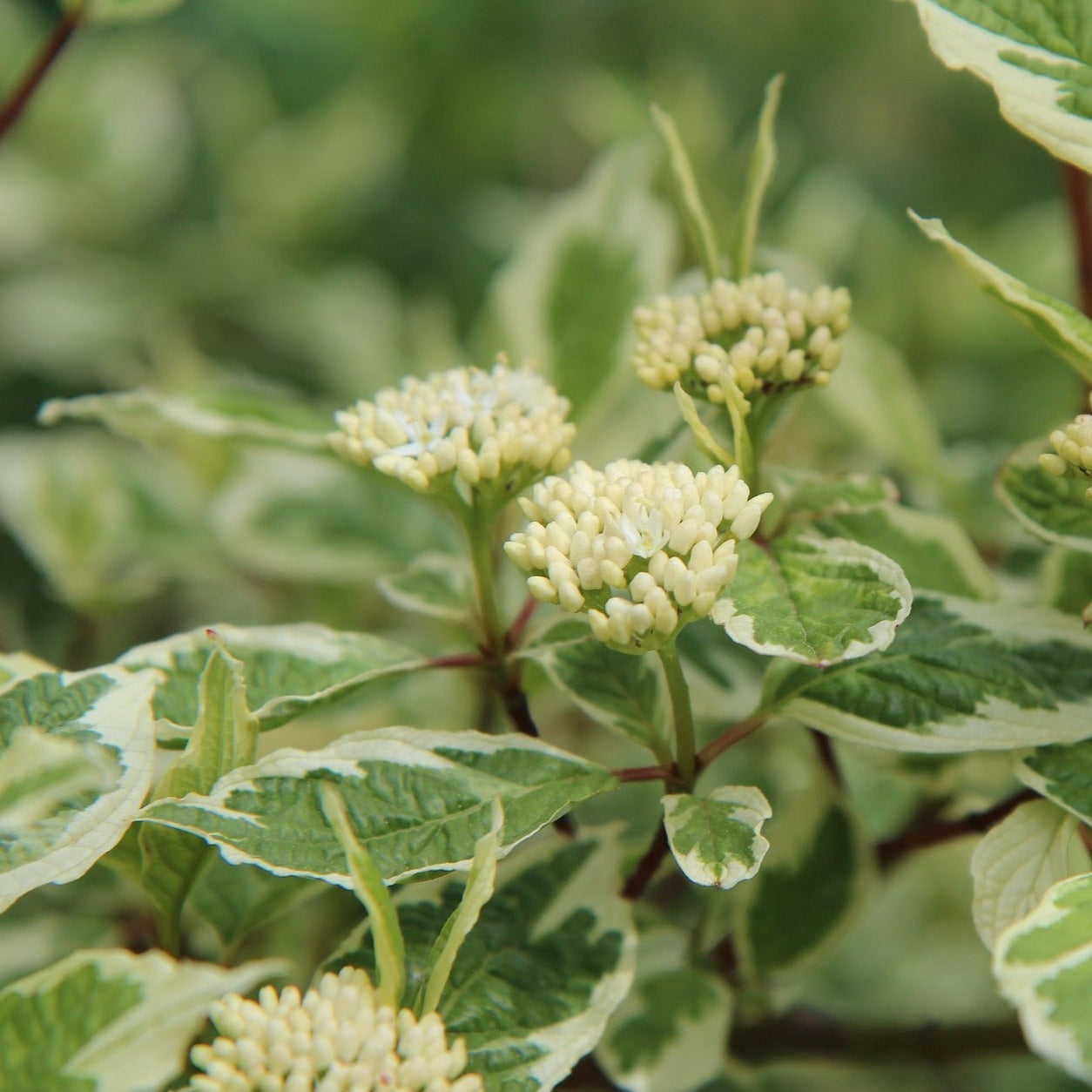 Cornus Alba Argenteomarginata - Volume 3L / 40-60cm