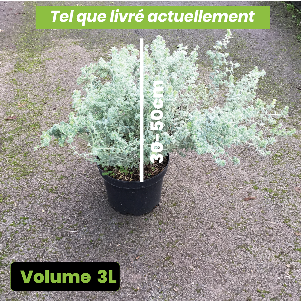 Dorycnium Hirsutum Frejorgues - Volume 3L / 30-50cm