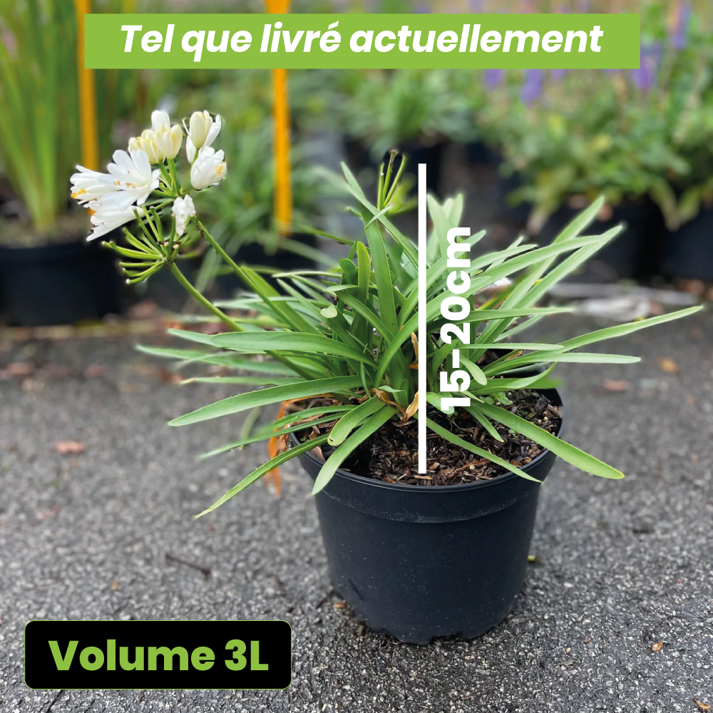 Agapanthus double diamond - Volume 3L / 15-20cm