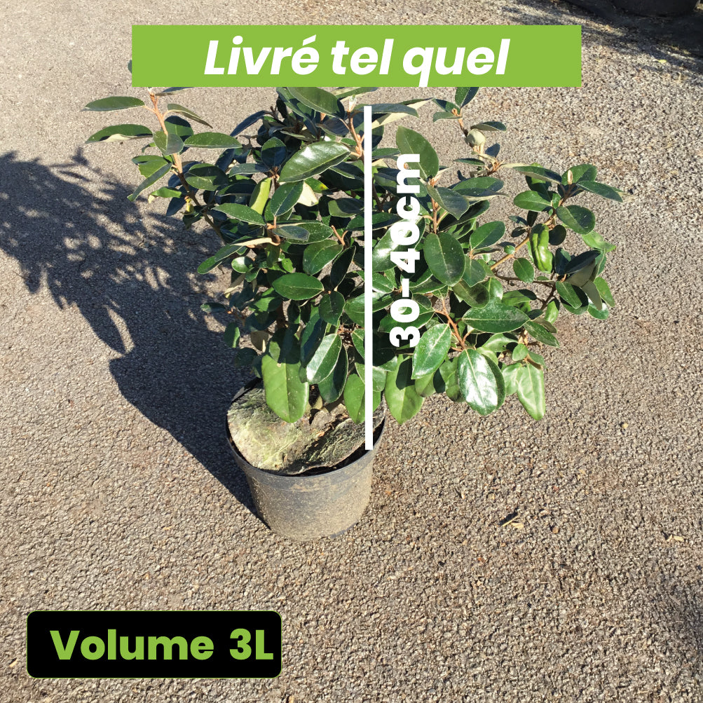 Elaeagnus x ebbingei - Chalef de Ebbing - Volume 3L / 40-60cm
