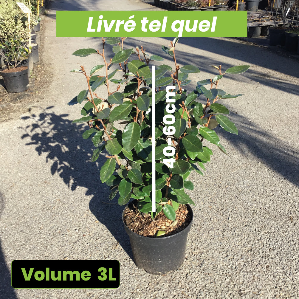Elaeagnus x Ebbingei Compacta - Volume 3L / 40-60cm