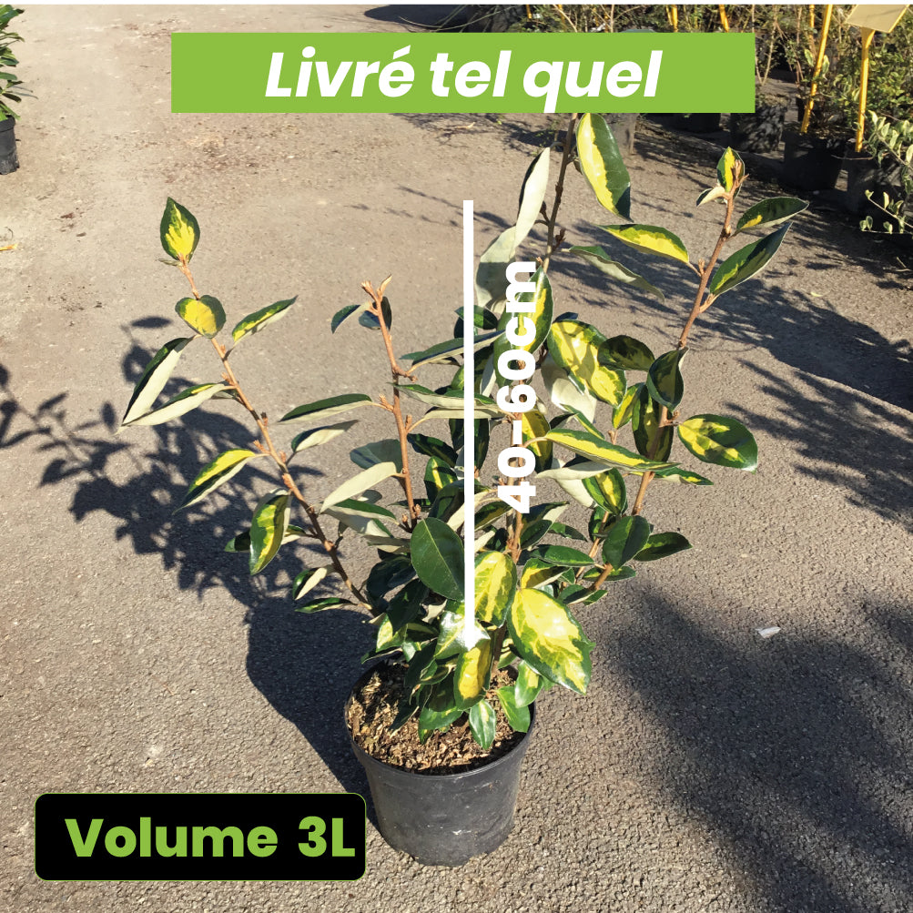 Elaeagnus x Ebbingei 'Limelight' - Chalef de Ebbing - Volume 3L / 40-60cm