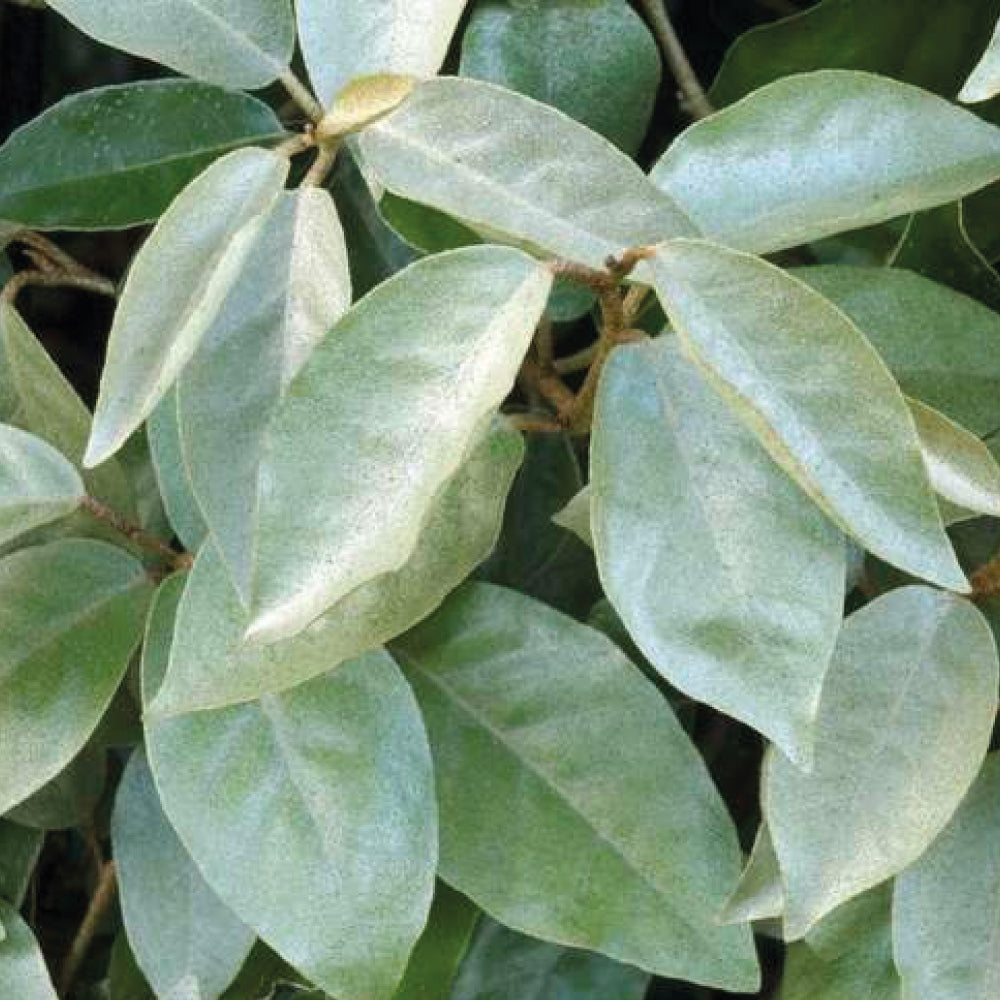 Elaeagnus x ebbingei - Chalef de Ebbing - Volume 3L / 40-60cm