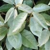 Elaeagnus  x ebbingei - Chalef de Ebbing - Volume 3L / 40-60cm